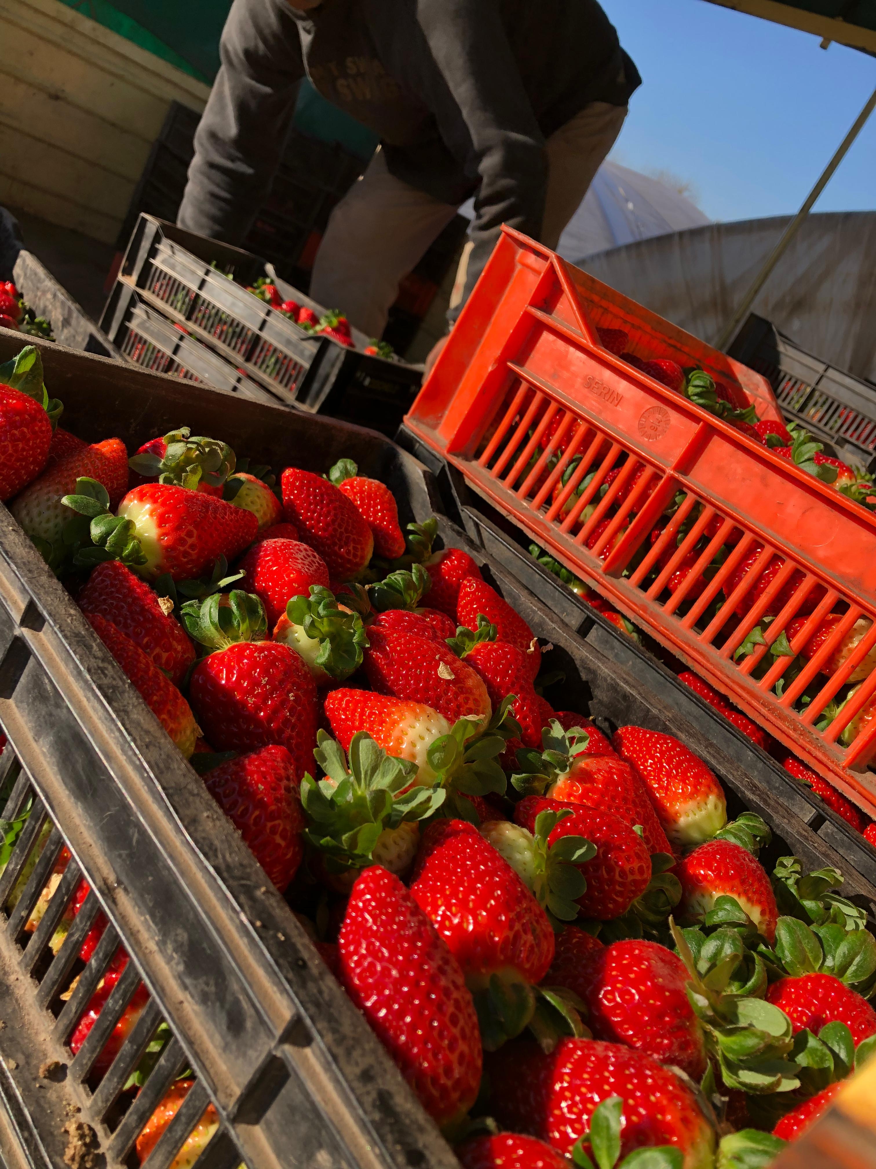 Cultivo de Frutillas