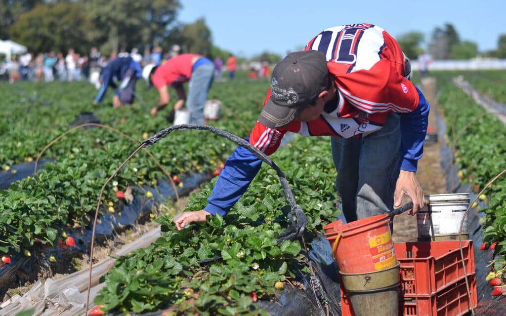 Trabajador de la Frutilla